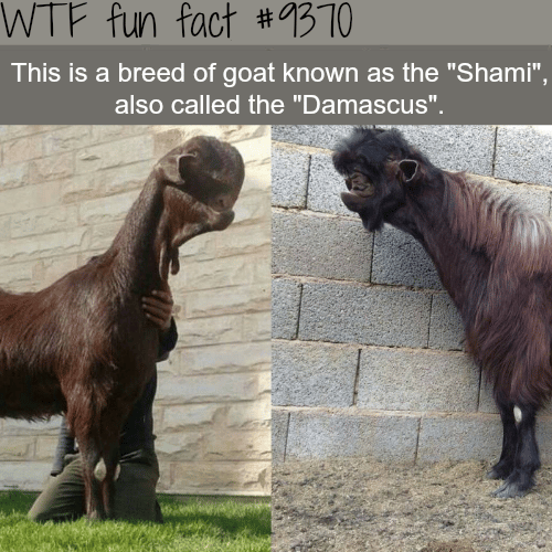 Shami Goat - WTF fun facts