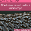 shark skin microscope