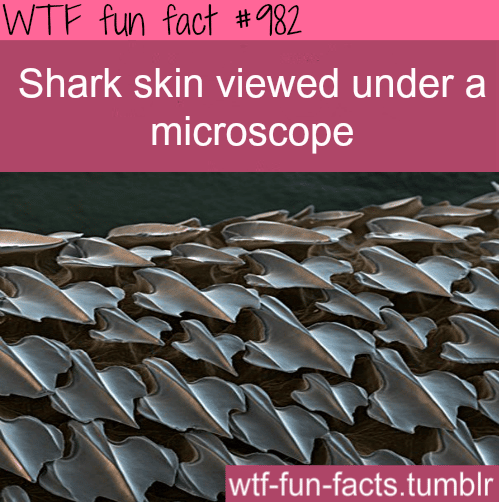 shark skin