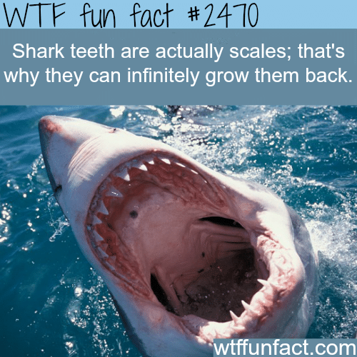 Shark teeth are actually scales - WTF fun facts