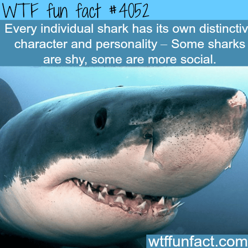 Sharks facts - WTF fun facts