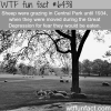 sheep in central park wtf fun facts