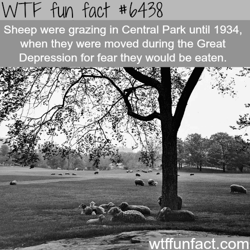 Sheep in Central Park - WTF fun facts