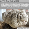 sheep shearing wtf fun facts