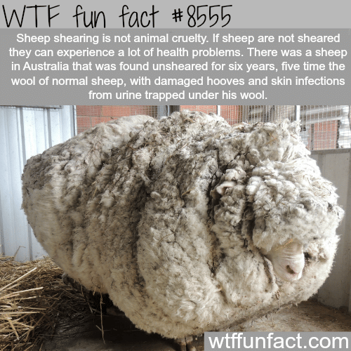 Sheep shearing - WTF fun facts