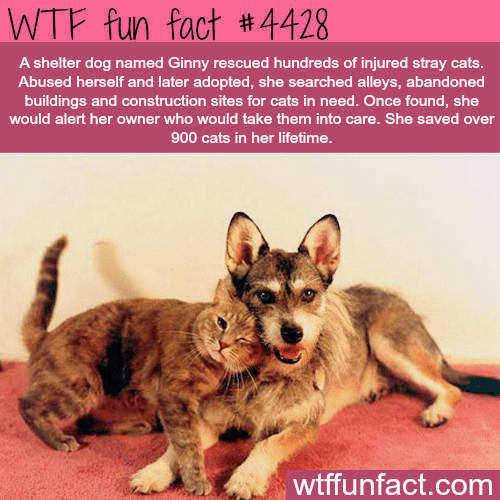Shelter dog rescued over 900 cats -   WTF fun facts