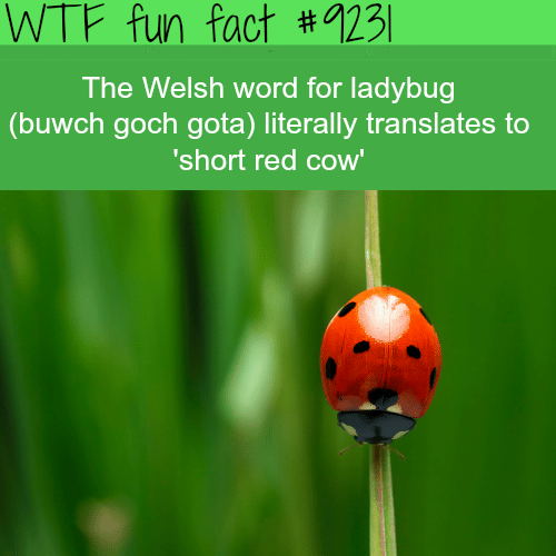 Short Red Cow - WTF fun fact