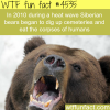 siberian bears dig up cemeteries and eat the