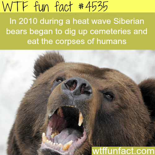 Siberian Bears dig up cemeteries and eat the corpses of humans -   WTF fun facts