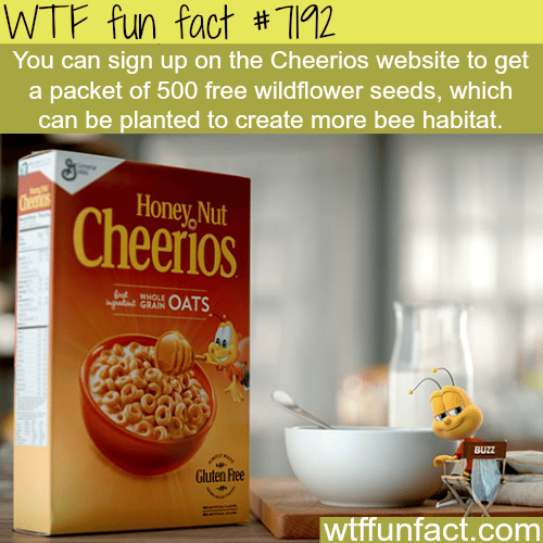 Sign up on Cheerios website to get wildflower seeds for free - WTF Fun Fact