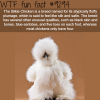 silkie chicken wtf fun fact