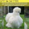 silkie chickens wtf fun facts