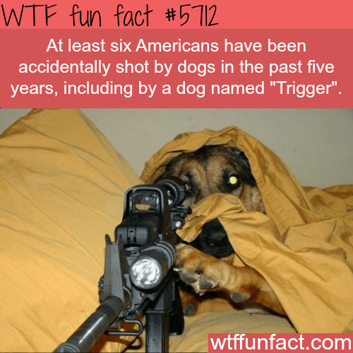 Six American’s accidentally shot by their dogs in the past five years - WTF fun fact