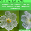 skeleton flowers wtf fun facts