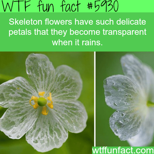 Skeleton flowers -  WTF fun facts