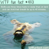 sloth swimming in water