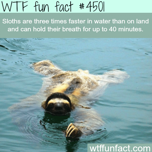 Sloth swimming in water -   WTF fun facts