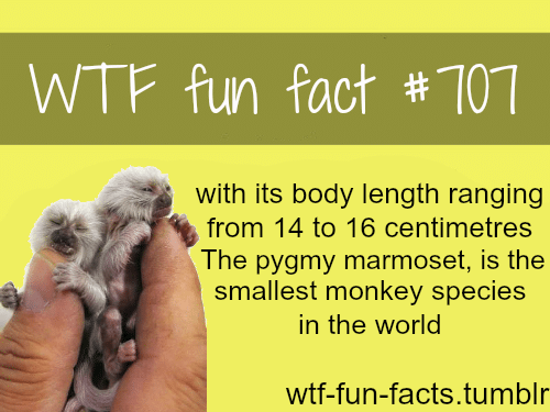 the smallest monkey in the world 