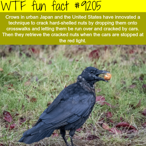 Smart crows - WTF Fun Fact