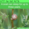 snails can sleep up to three years wtf fun fact