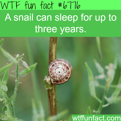 Snails can sleep up to three years - WTF fun fact