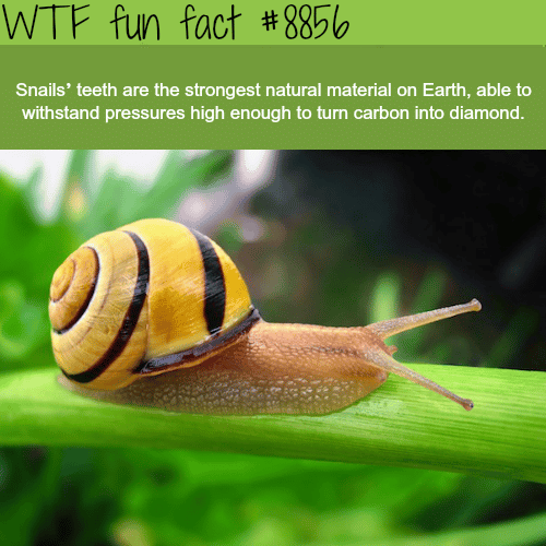 Snails teeth - WTF fun facts 