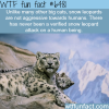 snow leopards wtf fun facts