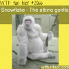 snowflake the albino gorilla
