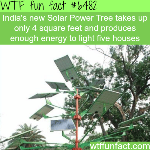 Solar Power Tree - WTF fun facts