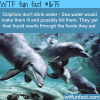some facts about dolphins