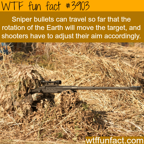 Some facts about sniping - WTF fun facts