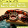 some turtles breathe through their butts wtf fun
