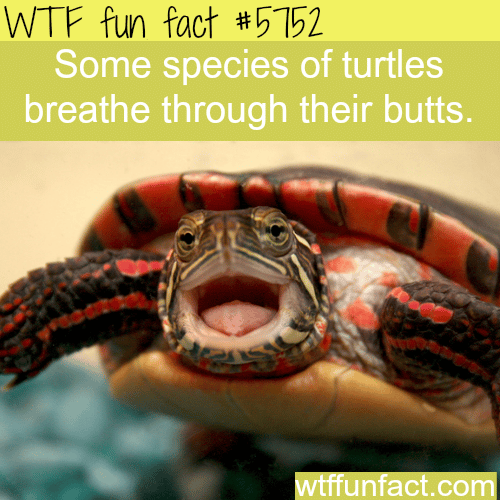 Some turtles breathe through their butts - WTF fun facts