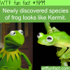 species of frog that looks like kermit