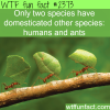 species that domesticate other species