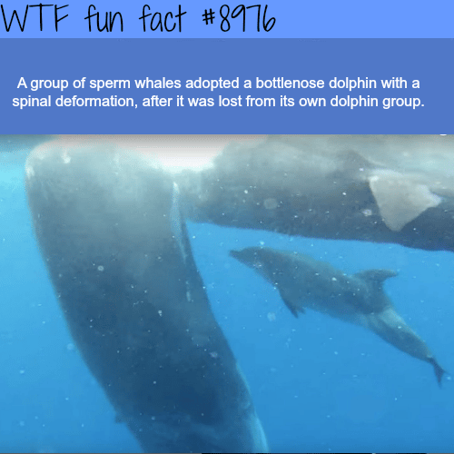 Sperm Whales adopt a deformed dolphin - WTF fun fact