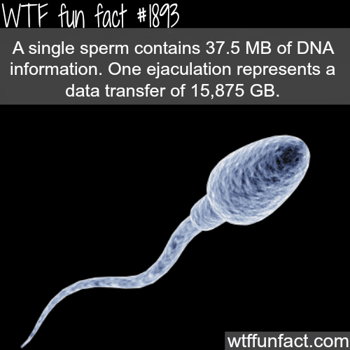 how much data do sperms contain? -  WTF fun facts