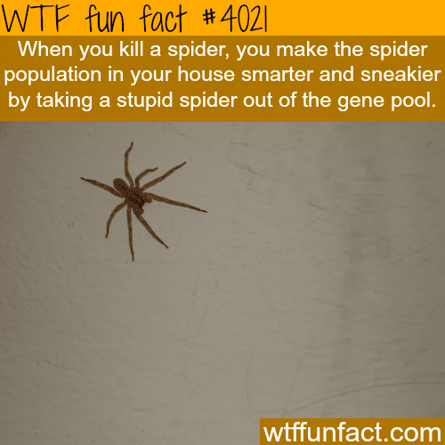 Spiders are getting smarter and sneakier - WTF fun facts