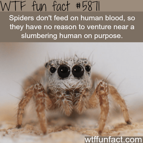 Spiders don’t want to bite you - WTF fun facts