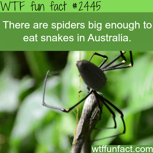 Spiders eat snakes in Australia - WTF fun facts