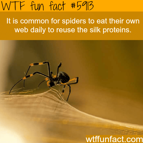 spiders-eat-their-own-web-wtf-fun-facts