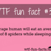 spiders facts