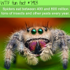 spiders facts wtf fun facts