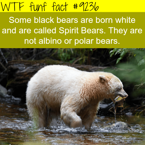 Spirit Bears- WTF fun fact