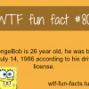 sponge bob wiki