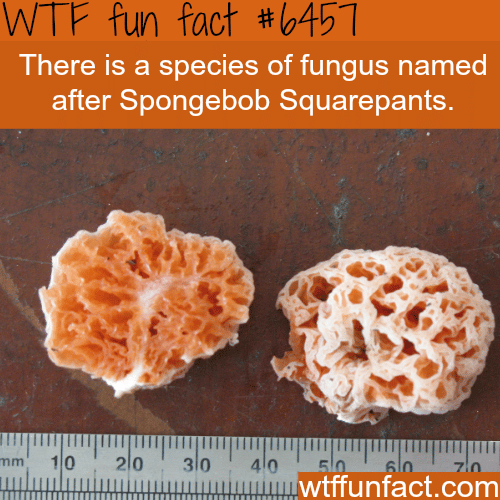Spongebob Squarepants gets a species of fungus named after him - WTF fun facts