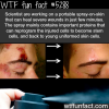 spray that can heal severe wounds wtf fun facts