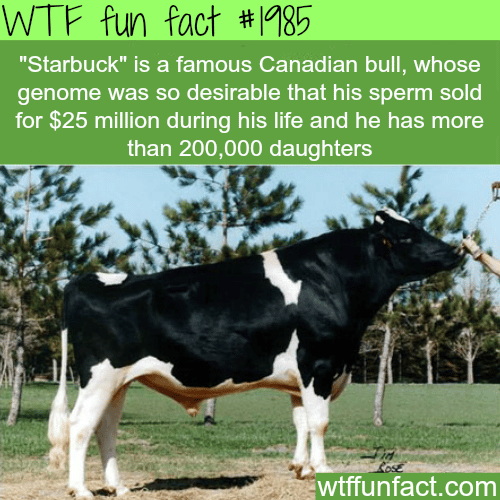 “Starbuck” a famous Canadian bull - WTF fun facts