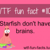 starfish and brains