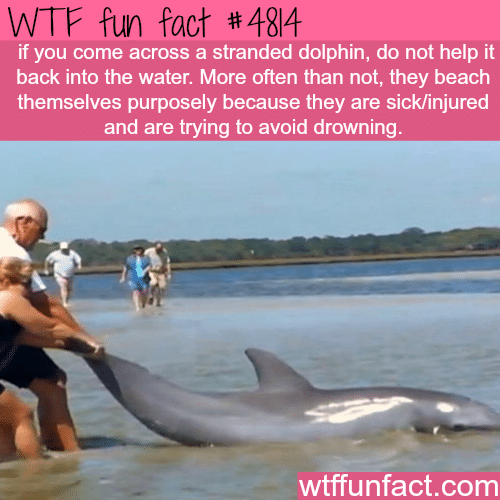 Stranded dolphins - WTF fun facts